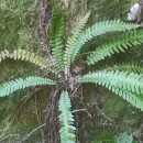Struthiopteris spicant (L.) WeissStruthiopteris spicant (L.) Weiss