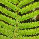 Polystichum setiferum (Forssk.) Woyn.Polystichum setiferum (Forssk.) Woyn.