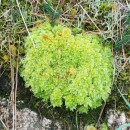 Sphagnum sp. L.Sphagnum sp. L.
