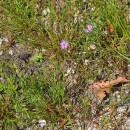 Spergularia rubra (L.) J. & C. PreslSpergularia rubra (L.) J. & C. Presl