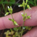 Cerastium glomeratum Thuill.Cerastium glomeratum Thuill.