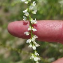 Melilotus albus Medik.Melilotus albus Medik.