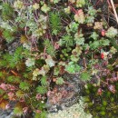 Sedum brevifolium DC.Sedum brevifolium DC.