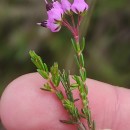 Erica umbellata L.Erica umbellata L.