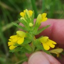 Parentucellia viscosa (L.) CaruelParentucellia viscosa (L.) Caruel