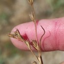 Juncus bufonius L.Juncus bufonius L.