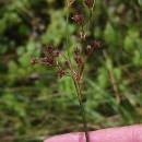 Juncus acutiflorus Ehrh. ex Hoffm.Juncus acutiflorus Ehrh. ex Hoffm.