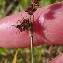 Luzula multiflora (Ehrh.) Lej.Luzula multiflora (Ehrh.) Lej.