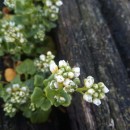 Cochlearia danica L.Cochlearia danica L.