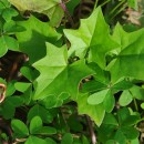 Delairea odorata Lem.Delairea odorata Lem.