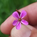 Geranium robertianum L.Geranium robertianum L.