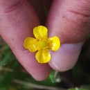 Ranunculus flammula L.Ranunculus flammula L.