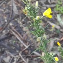 Ulex europaeus L. subsp. europaeusUlex europaeus L. subsp. europaeus