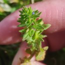 Veronica arvensis L.Veronica arvensis L.
