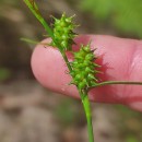 Carex demissa Hornem.Carex demissa Hornem.