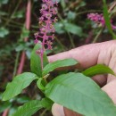 Phytolacca americana L.Phytolacca americana L.