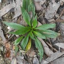 Plantago lanceolata L.Plantago lanceolata L.