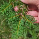 Pseudotsuga menziesii (Mirb.) FrancoPseudotsuga menziesii (Mirb.) Franco
