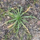 Plantago coronopus L.Plantago coronopus L.
