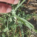 Gamochaeta calviceps (Fernald) CabreraGamochaeta calviceps (Fernald) Cabrera