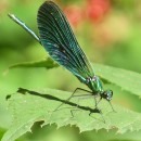 Calopteryx virgo (Linnaeus, 1758)Calopteryx virgo (Linnaeus, 1758)