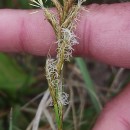 Carex arenaria L.Carex arenaria L.