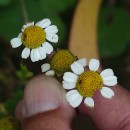 Tanacetum parthenium (L.) Sch. Bip.Tanacetum parthenium (L.) Sch. Bip.