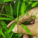Galium aparine L.Galium aparine L.