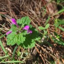 Lamium amplexicaule  L.Lamium amplexicaule  L.