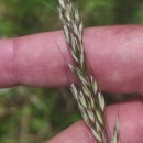 Arrhenatherum longifolium (Thore) DulacArrhenatherum longifolium (Thore) Dulac