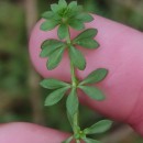 Galium saxatile L.Galium saxatile L.