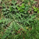 Cirsium vulgare (Savi) Ten.Cirsium vulgare (Savi) Ten.