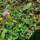 Crepis lampsanoides (Gouan) TauschCrepis lampsanoides (Gouan) Tausch