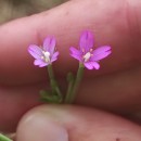 Epilobium tetragonum  L.Epilobium tetragonum  L.
