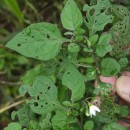 Solanum nigrum L.Solanum nigrum L.