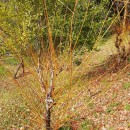 Salix viminalis L.Salix viminalis L.