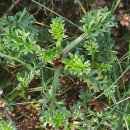 Artemisia crithmifolia L.Artemisia crithmifolia L.