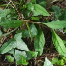 Omphalodes nitida Hoffmanns. & LinkOmphalodes nitida Hoffmanns. & Link