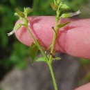 Cerastium glomeratum Thuill.Cerastium glomeratum Thuill.