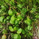 Viola palustris L.Viola palustris L.