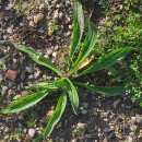 Plantago lanceolata L.Plantago lanceolata L.