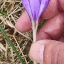 Crocus carpetanus Boiss. & Reut.Crocus carpetanus Boiss. & Reut.