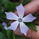 Vinca difformis Pourr.Vinca difformis Pourr.