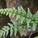 Asplenium adiantum-nigrum  L.Asplenium adiantum-nigrum  L.