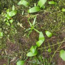 Allium ursinum L.Allium ursinum L.