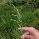 Festuca heterophylla Lam.Festuca heterophylla Lam.