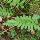 Polypodium vulgare L.Polypodium vulgare L.