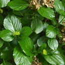 Hydrangea macrophylla (Thunb.) Ser.Hydrangea macrophylla (Thunb.) Ser.