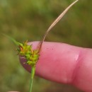 Carex demissa Hornem.Carex demissa Hornem.