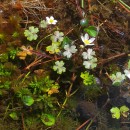 Ranunculus ololeucos J. LloydRanunculus ololeucos J. Lloyd